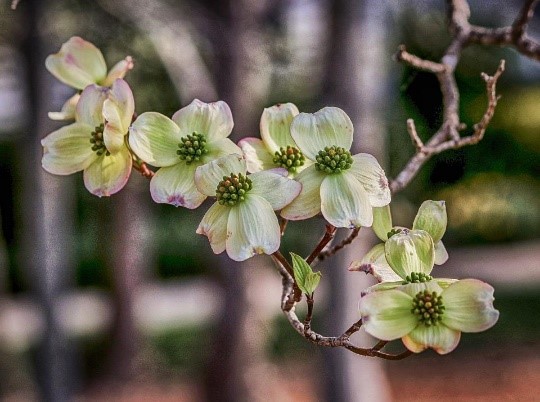 Sands Point Garden Club celebrates Arbor Day