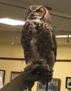 Hogwarts at the Manhasset Library