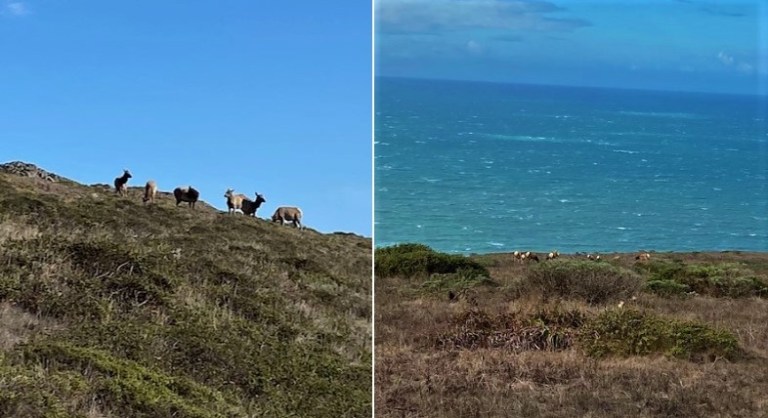 Readers Write: Tule Elk—Pt Reyes Nat’l Seashore Readers Write: Tule Elk—Pt Reyes Nat’l Seashore