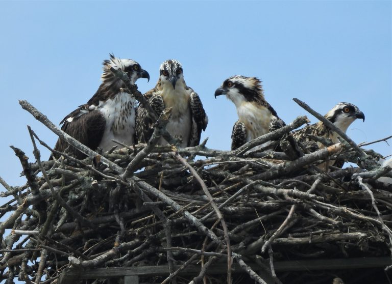 Earth Matters: Baby bird season