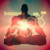 How Does Testochews Works