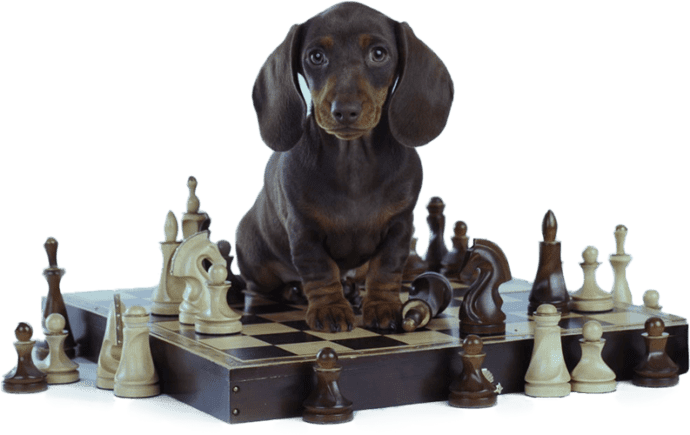 Brain Training For Dogs