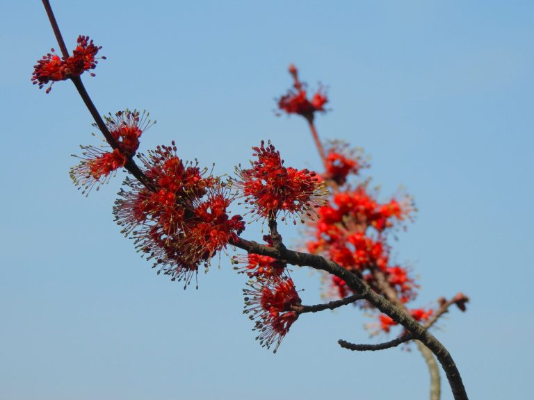 Earth Matters: The buzz about spring