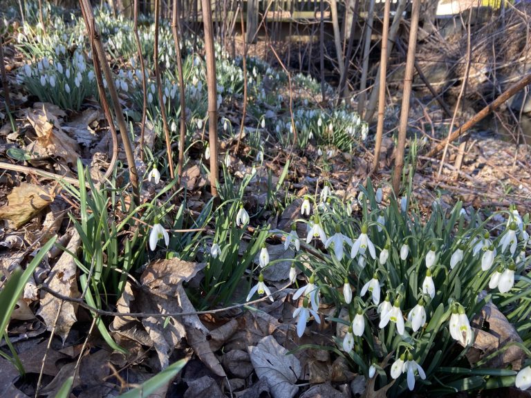 Readers Write: Snowdrops 2 Readers Write: Snowdrops 2
