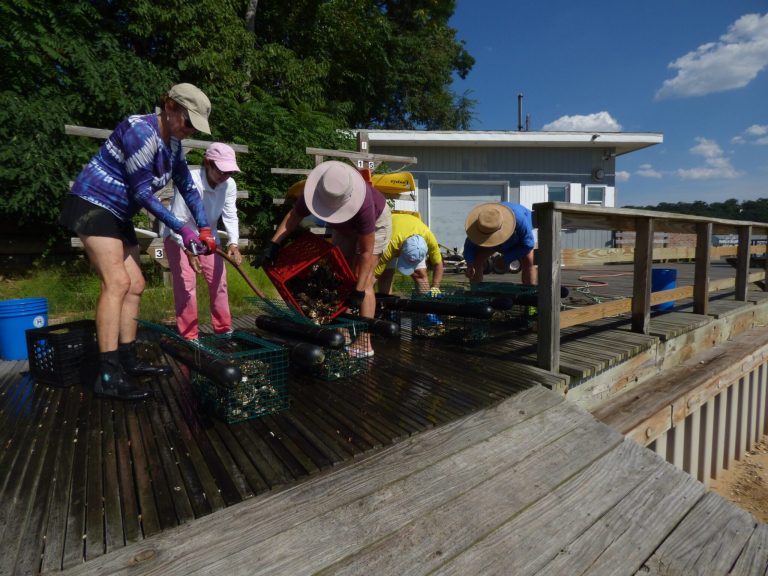 Oyster gardens expected to revitalize Hempstead Harbor Oyster gardens expected to revitalize Hempstead Harbor