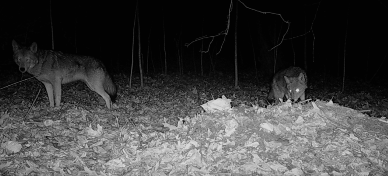 Earth Matters: Living with coyotes in Nassau County Earth Matters: Living with coyotes in Nassau County