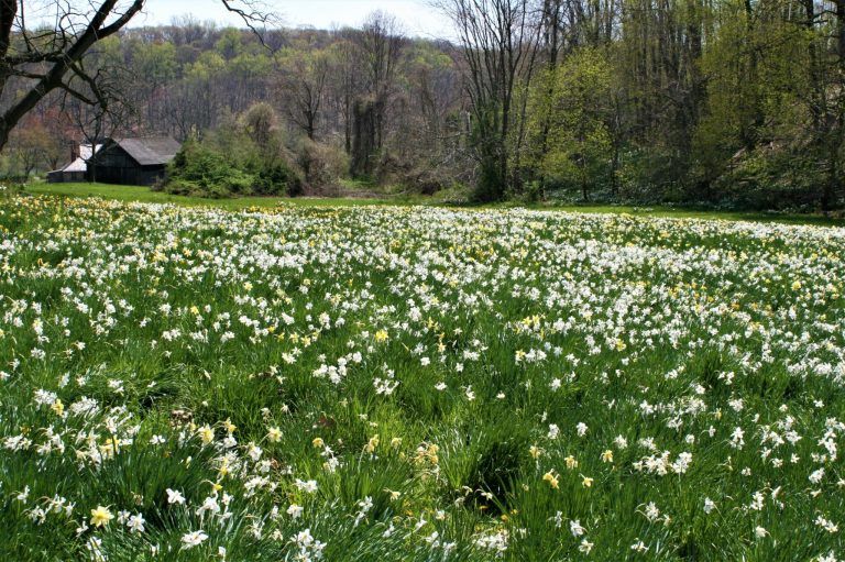 Readers Write: Snowdrops Readers Write: Snowdrops