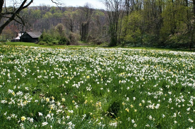 Readers Write: Snowdrops