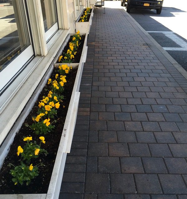 Port Washington Garden Club plants violets in train station window boxes Port Washington Garden Club plants violets in train station window boxes