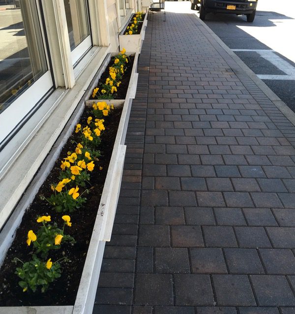 Port Washington Garden Club plants violets in train station window boxes