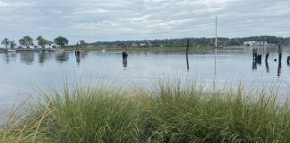 Wetlands at the Hempstead Harbor Shoreline Park.