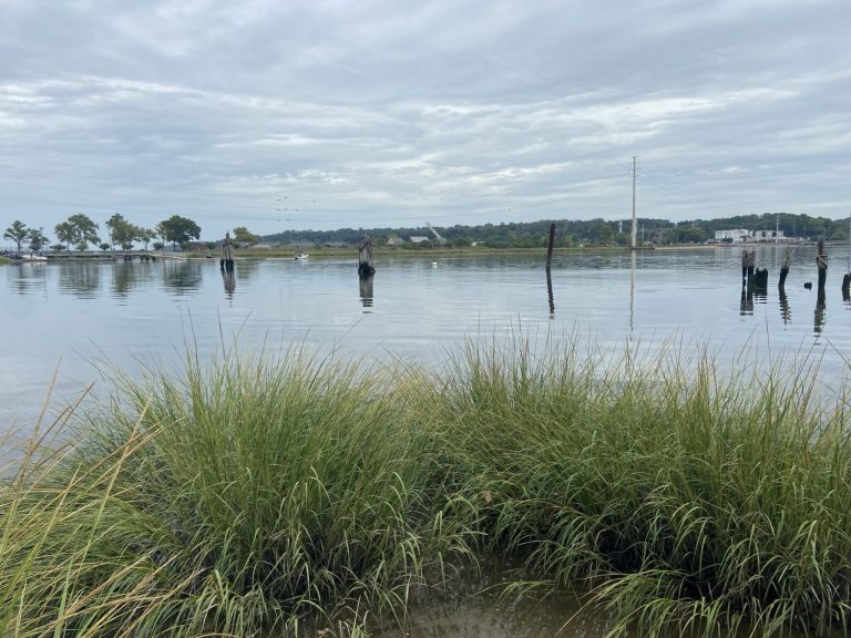 Earth Matters: What the Supreme Court didn’t know about wetlands