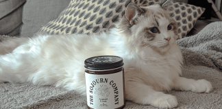 Best Candles for Pet Odor