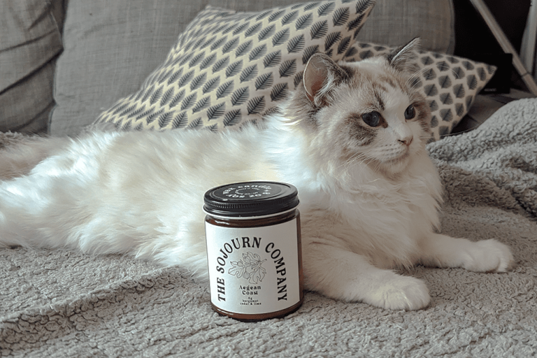 Best Candles for Pet Odor Best Candles for Pet Odor