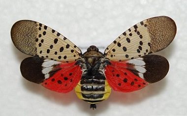 Eyes on the trees: Spotted Lanternfly invasion spurs vigilance across New York
