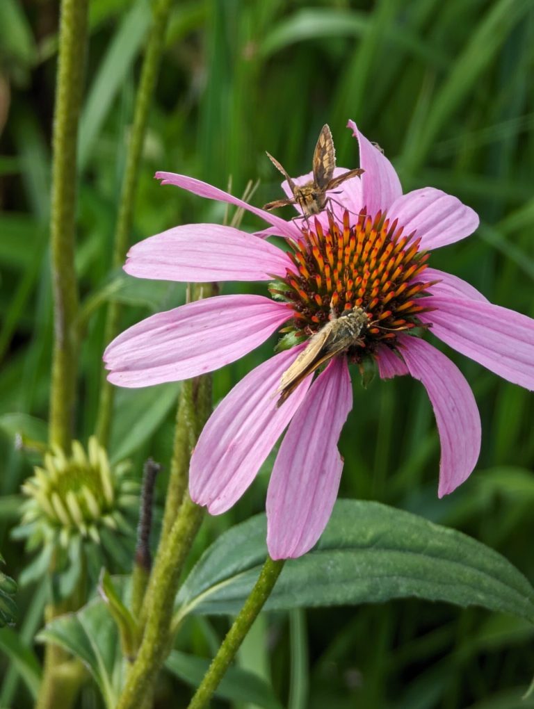Earth Matters: Choose native plants this fall Earth Matters: Choose native plants this fall