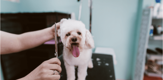 Best Pet Business Insurance NJ