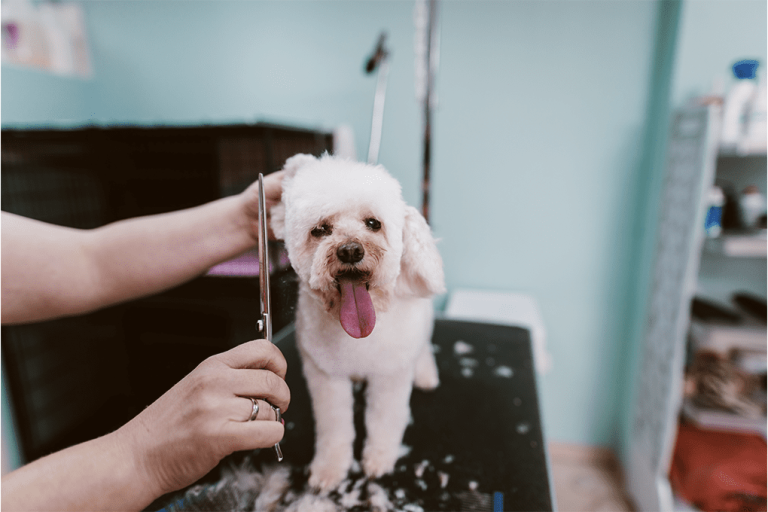 Best Pet Business Insurance NJ Best Pet Business Insurance NJ