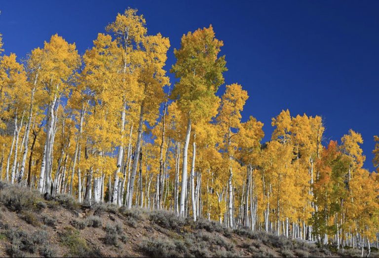 Earth Matters: Even Earth’s oldest living organism, Pando, is at risk of dying