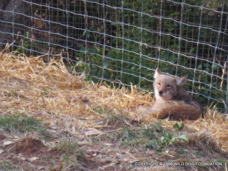 ‘We are not on the menu:’ local expert educates community on co-existing with coyotes