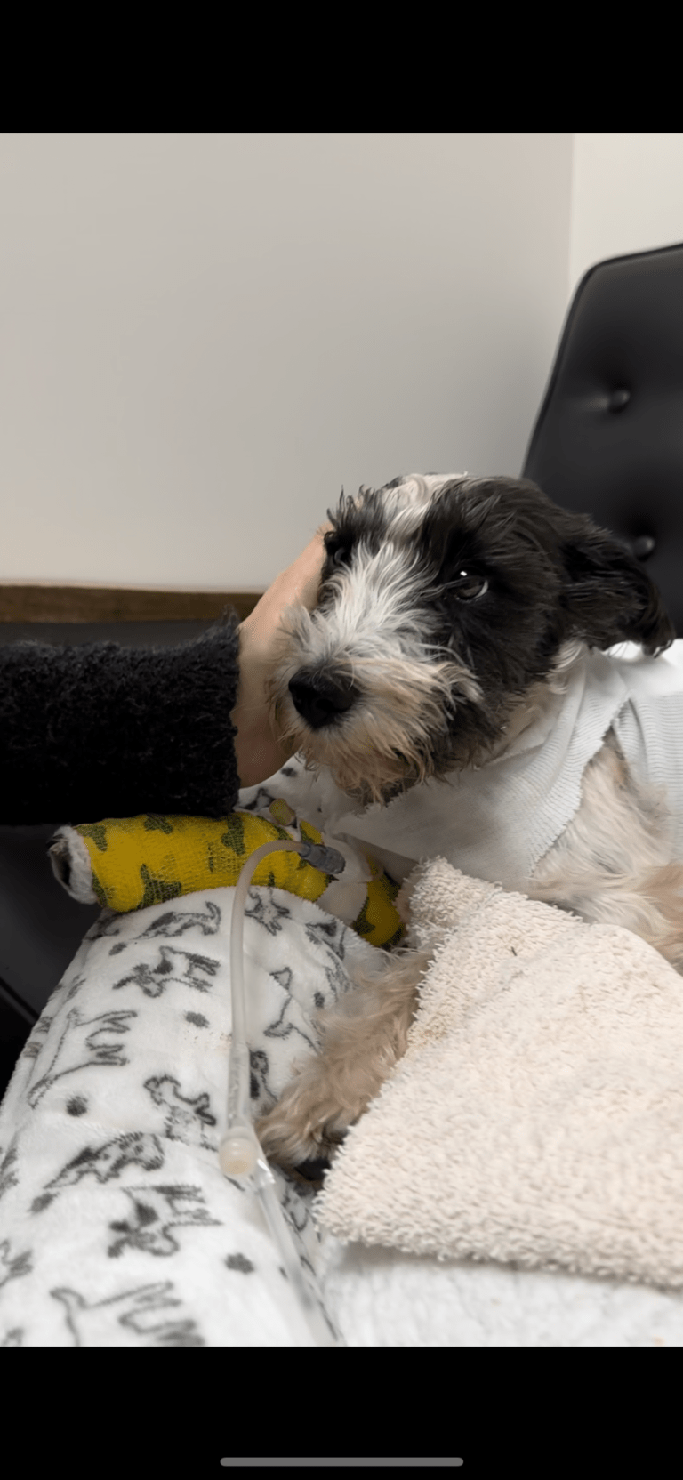 Roslyn coyote attack sparks call to action Roslyn coyote attack sparks call to action