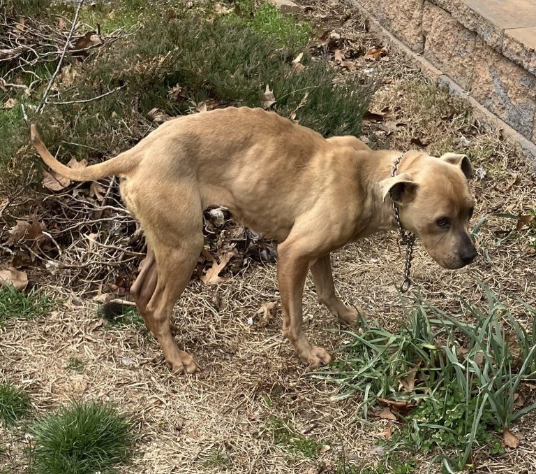 Glen Cove man charged with starving 3-year-old pitbull Glen Cove man charged with starving 3-year-old pitbull