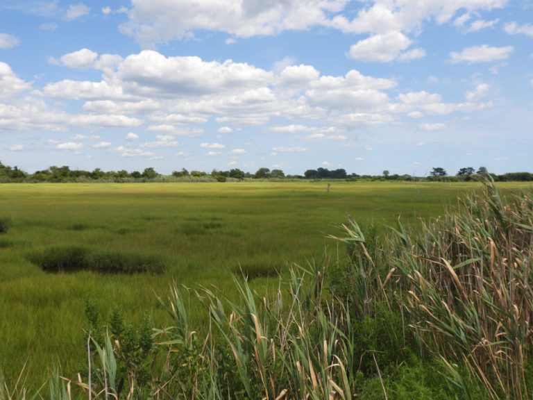 Earth Matters: May is American Wetlands Month