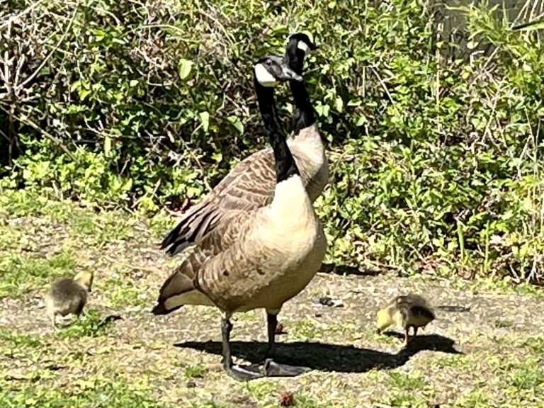 Birding at Udall’s Pond with Matt Klein at Great Neck Library