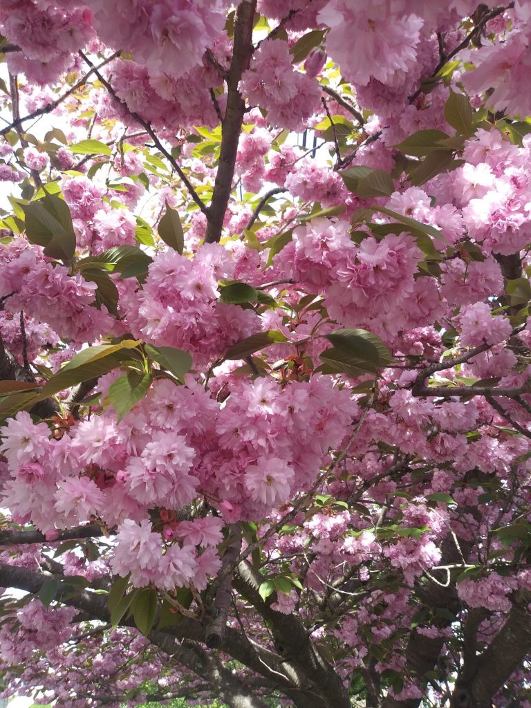 Readers Write: The Cherry Tree Readers Write: The Cherry Tree