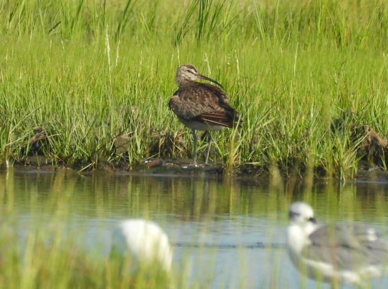 Earth Matters: Shorebird voyage